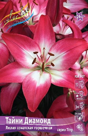 Лилия ТАЙНИ ДИАМОНД 16/18 (3 шт)