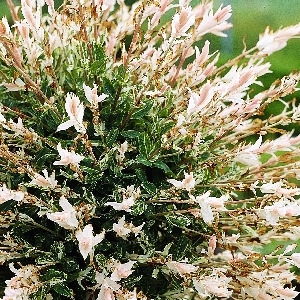 Ива Хакуро Нишики C3 штамб 80