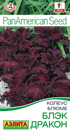 Колеус Блэк дракон блюме 5шт