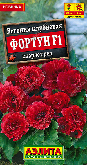 Бегония Фортун скарлет ред  5шт
