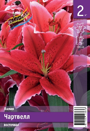 Лилия ЭКОНОМ-СЕРИЯ ЧАРТВЕЛЛ (2 шт)