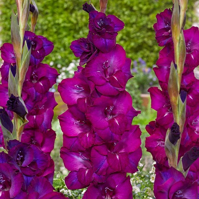 Гладиолус Некст Левел (10 шт)