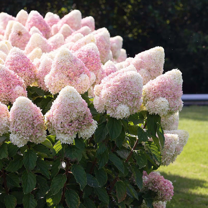 Гортензия Саммер Лав (коробка) 20шт