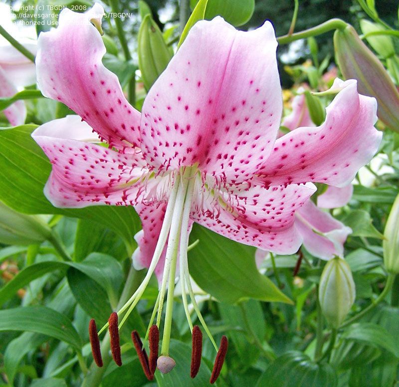 Лилия Сп. Рубрум (5 шт)