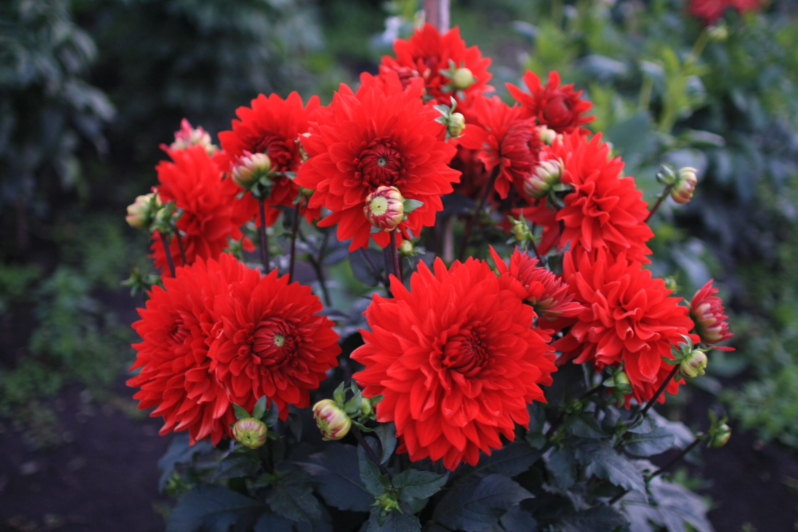 Минивитрина Георгин Гарден Уандер (15 шт)