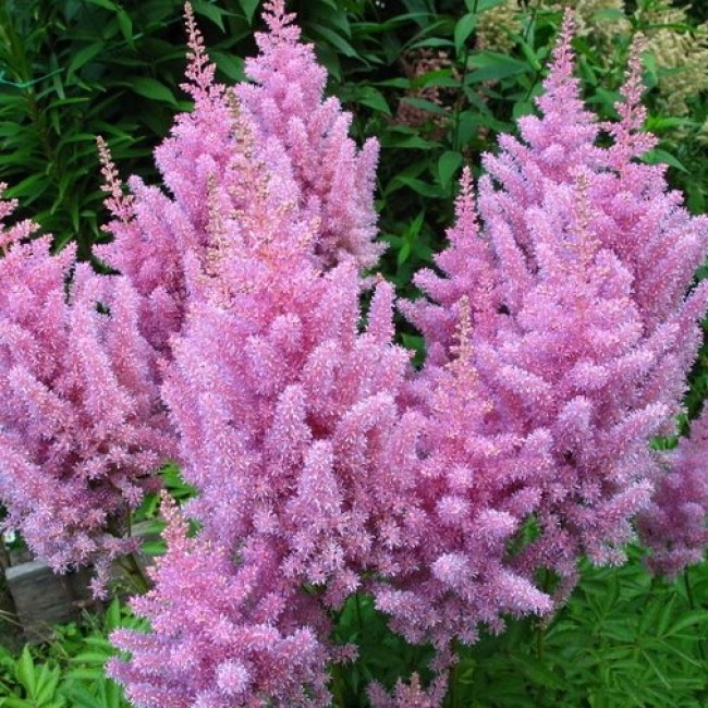 Биг-Пак Астильба Америка (25 шт)