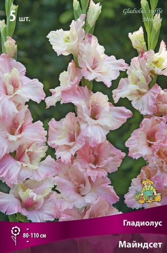 Гладиолус Майндсет (5 шт)