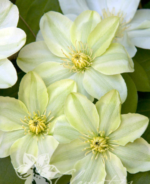 Клематис Джернсей Крем C2