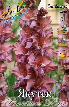 Гладиолус Якутск12/14 (7 шт)