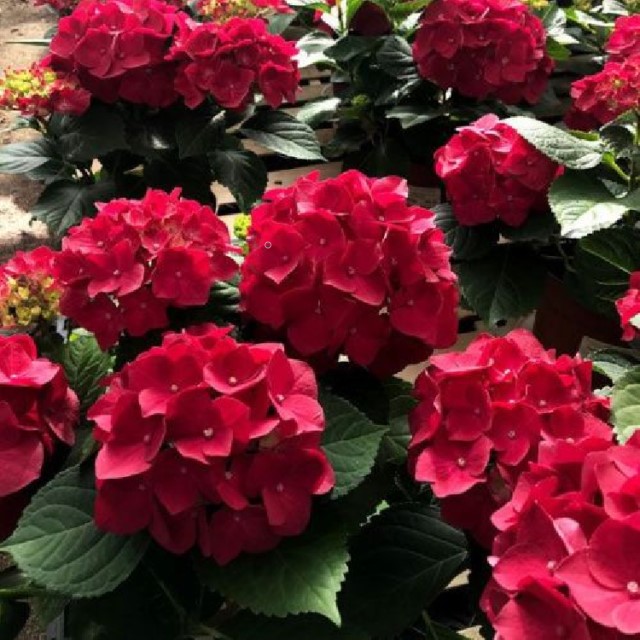 Гортензия Роял Ред