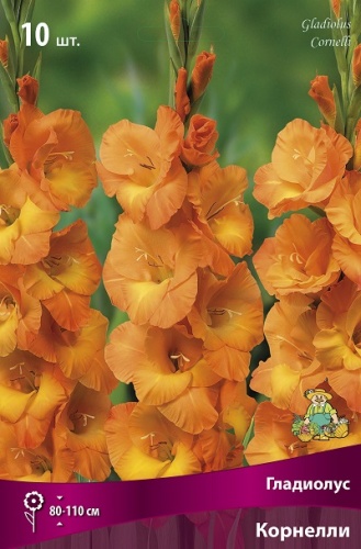 Гладиолус Корнелли (10 шт)