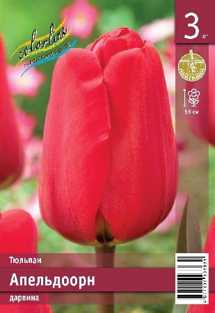 Тюльпан ЭКОНОМ-СЕРИЯ АПЕЛЬДООРН (3 шт)