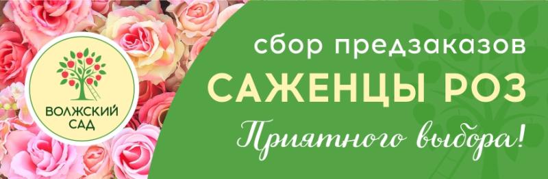 Предварительные заказы на розы "Волжский сад" на весну 2026 года
