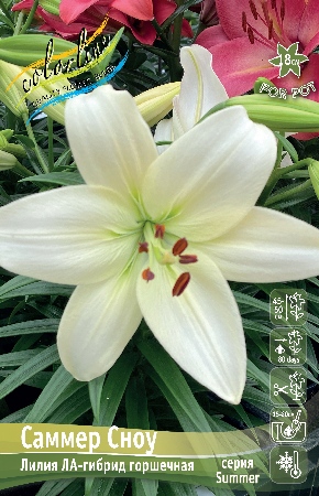 Лилия Саммер Сноу (5 шт)