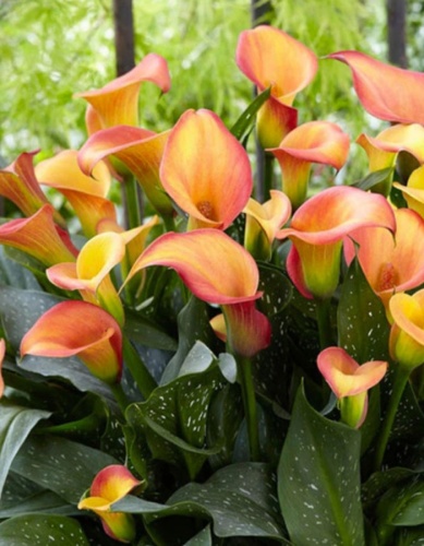 Калла Морнинг Сан (2 шт)