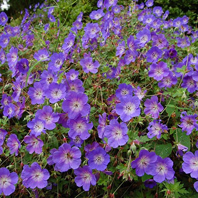 Герань Розанна (1 шт)