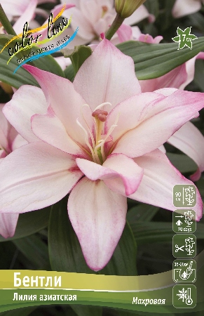 Лилия БЕНТЛИ 16/18 (3 шт)