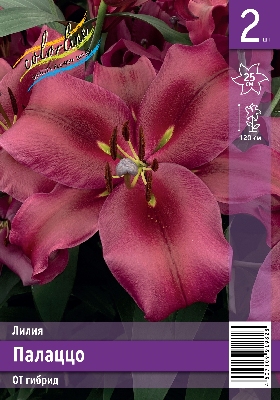 Лилия ЭКОНОМ-СЕРИЯ ПАЛАЦЦО (2 шт)