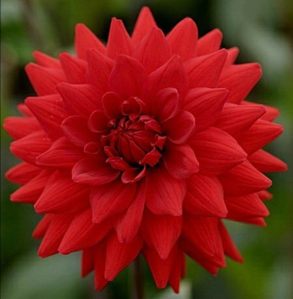 Минивитрина Георгин Ред Марджоретт