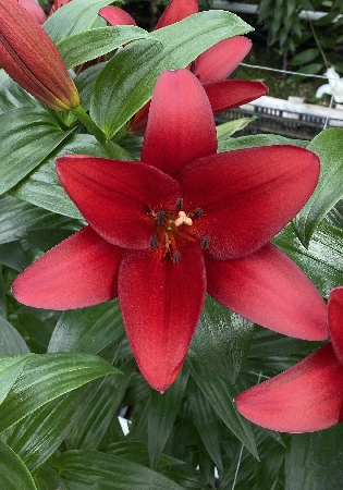 Лилия ЭКОНОМ-СЕРИЯ ОРФЕО (2 шт)