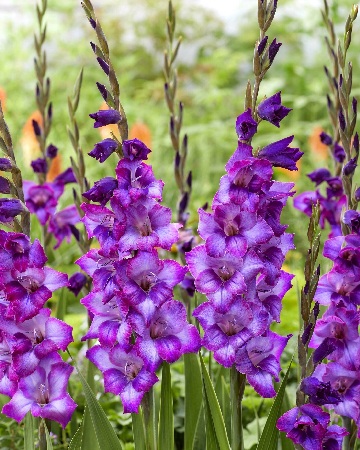 Гладиолус Ким (10 шт)