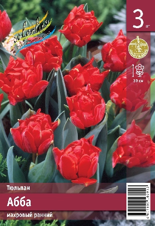 Тюльпан ЭКОНОМ-СЕРИЯ АББА (3 шт)