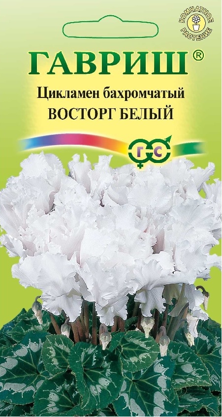 цЦикламен Восторг белый 3шт