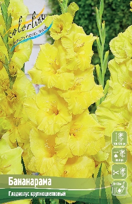 Гладиолус Бананарама (8 шт)