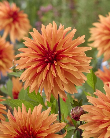 Георгин Дорито (1 шт)