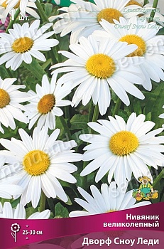 Нивяник Дворф Сноу Леди (1 шт)