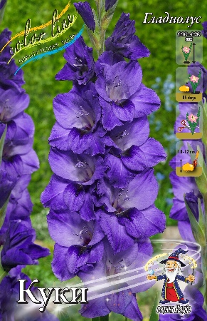 Гладиолус Куки 12/14 (5 шт)