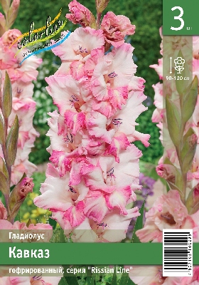 Гладиолус ЭКОНОМ-СЕРИЯ КАВКАЗ (3 шт)