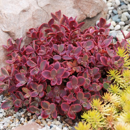 Очиток (Седум) Уайлдфайр (1)