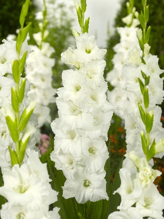 Гладиолус ЭКОНОМ-СЕРИЯ ЭССЕНЦИАЛ (3 шт)