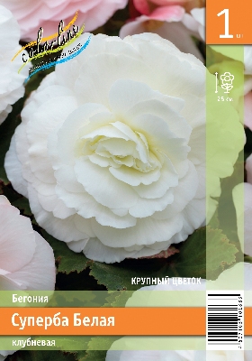Бегония ЭКОНОМ-СЕРИЯ СУПЕРБА БЕЛАЯ (1 шт)