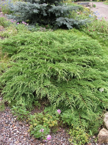 Микробиота перекрестнопарная видовая норма C3 30-40cm