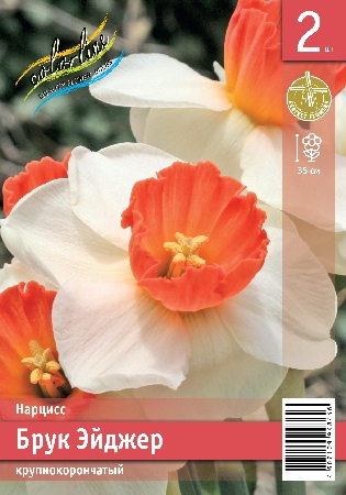 Нарцисс ЭКОНОМ-СЕРИЯ БРУК ЭЙДЖЕР (2 шт)