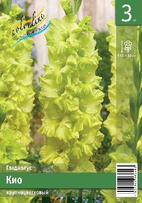 Гладиолус ЭКОНОМ-СЕРИЯ КИО (3 шт)