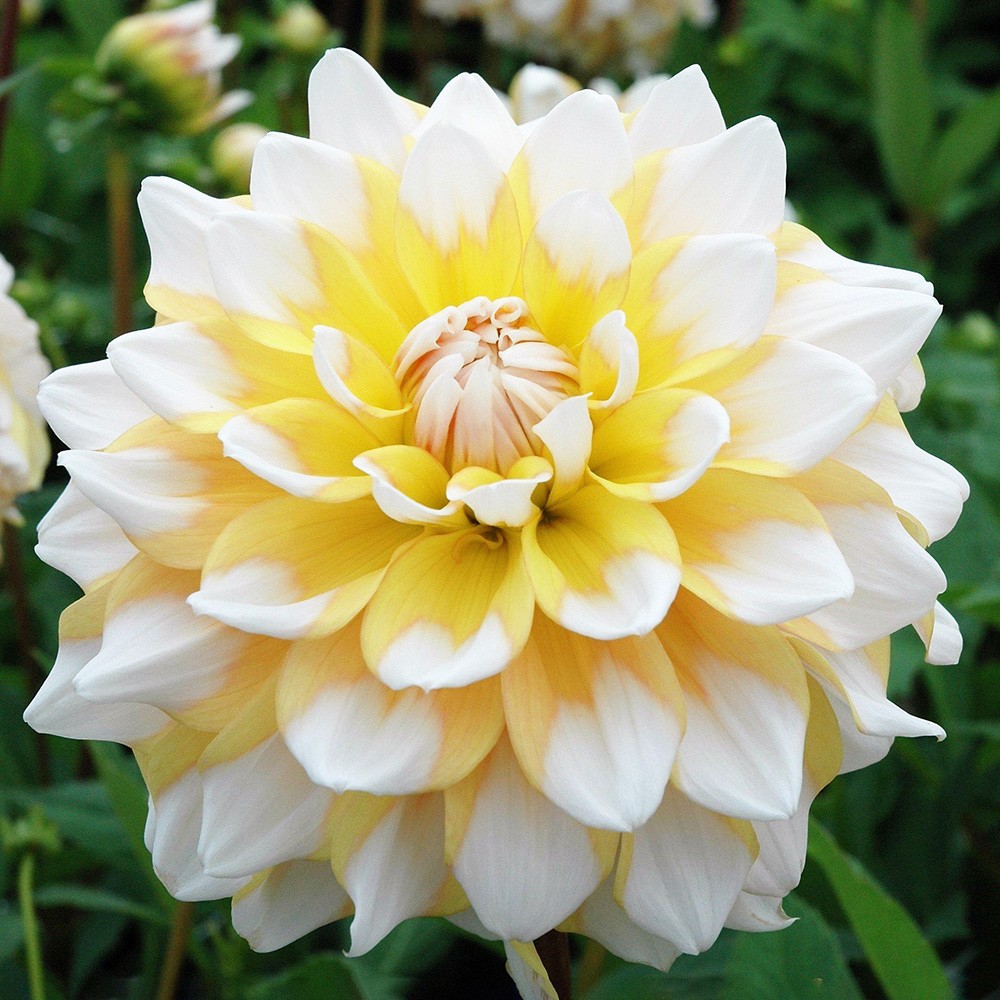 Минивитрина Георгин Сиэттл (15 шт)