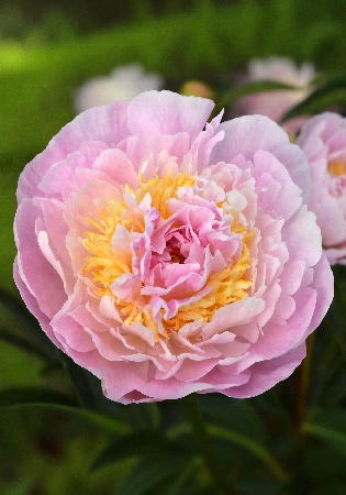 Пион Ла Донна (1 шт)