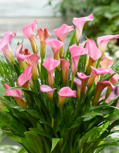 Калла Питерс Прайд (2 шт)