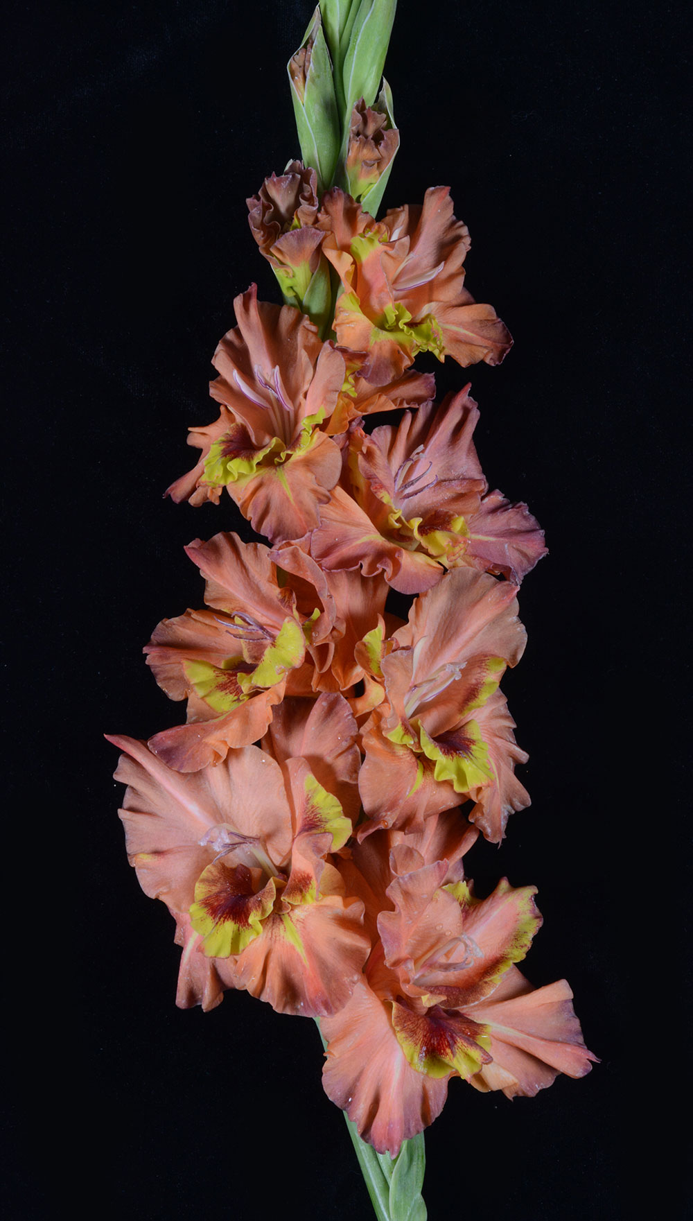 Гладиолус Билет На Транай (5 шт)