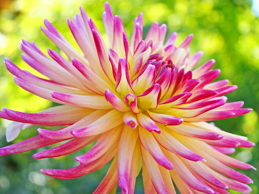 Минивитрина Георгин