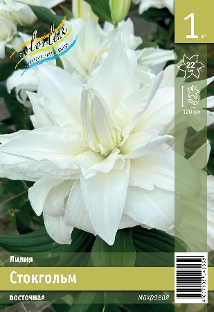 Лилия ЭКОНОМ-СЕРИЯ СТОКГОЛЬМ (1 шт)