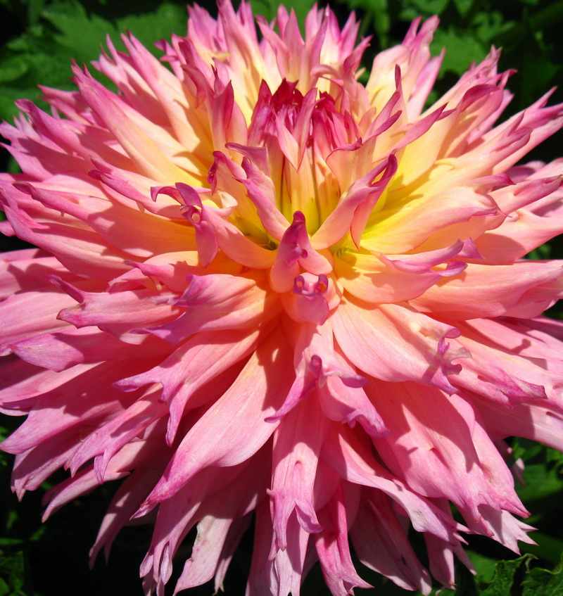 Георгин Ненекази