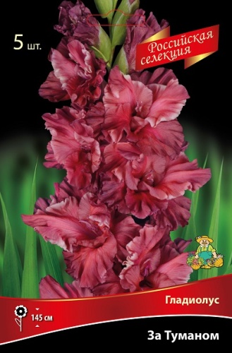 Гладиолус За Туманом (5 шт)1