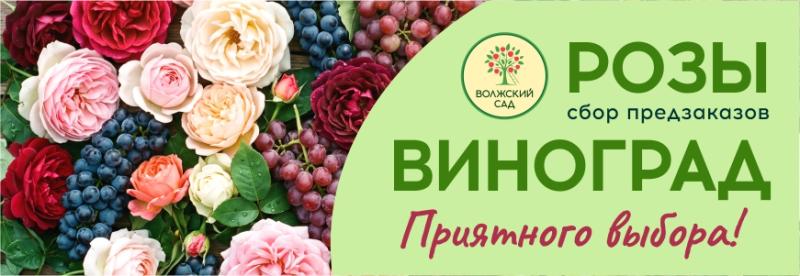Сбор предзаказов на розы и виноград Волжский сад на весну 2027!