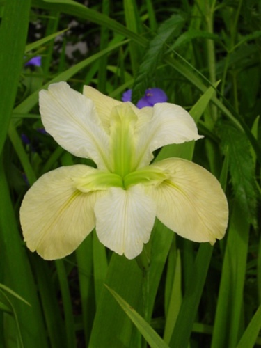 Ирис Арабиан Байю (1 шт)