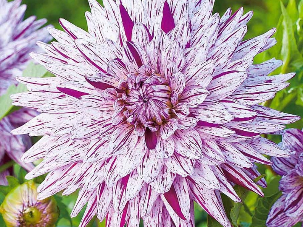 Минивитрина Георгин Хай Трио