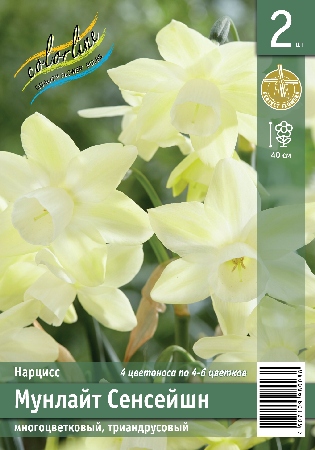 Нарцисс ЭКОНОМ-СЕРИЯ МУНЛАЙТ СЕНСЕЙШН (2 шт)